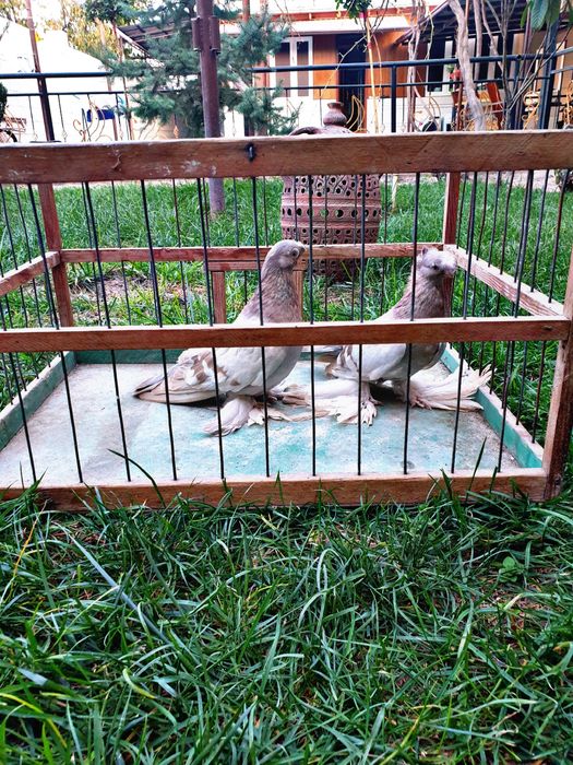 Тозалари сотилади