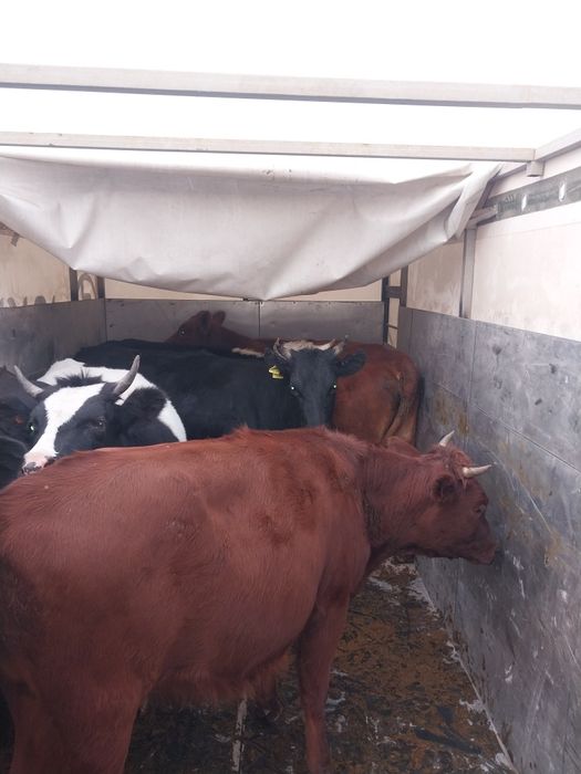 Грузоперевозки КРС Мал тасымалдау