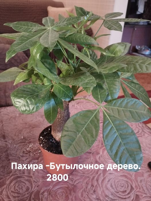 Продам комнатные растения