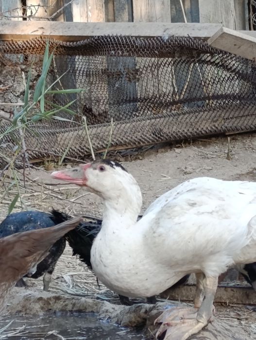 Үйрек сатылады бағасы 5К