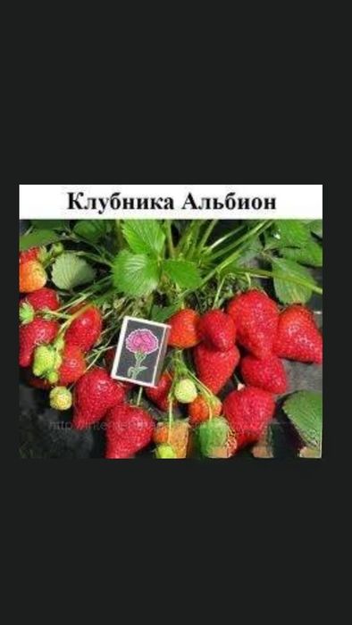 Клубника рассада