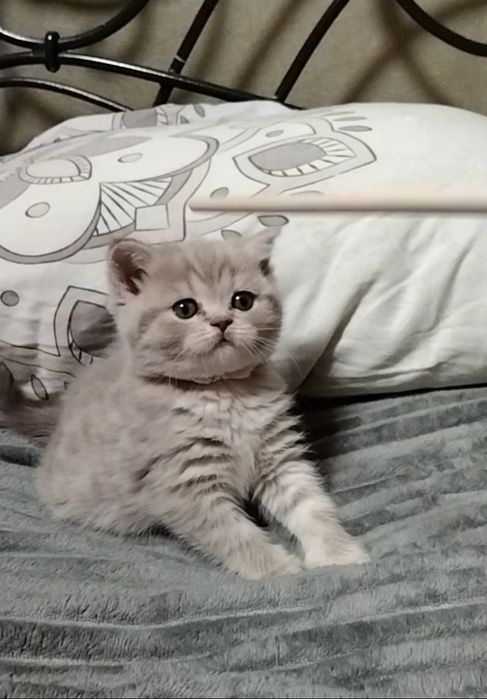 Девочка. Скоттиш страйт.