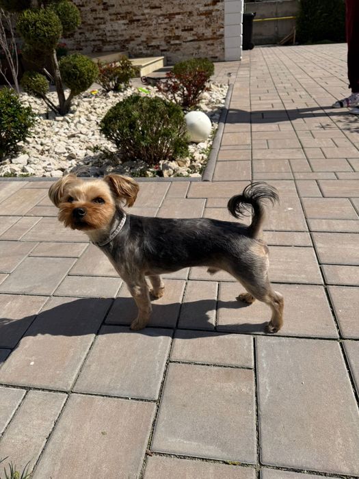 Adoptie catel Yorkhire