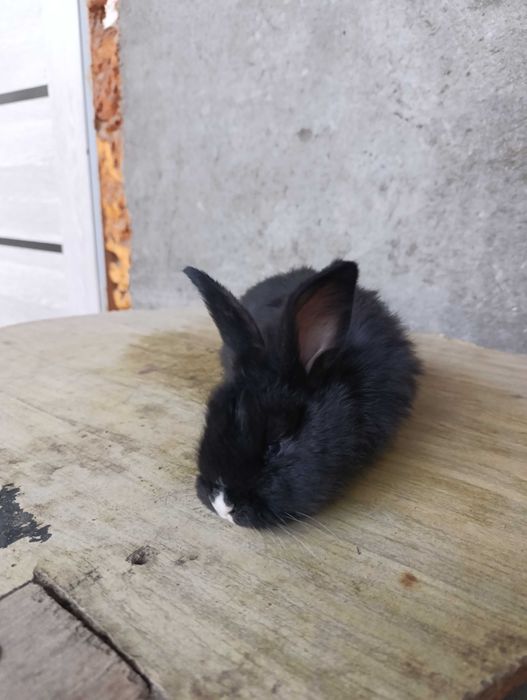 Кролики месячные  180000 за троих