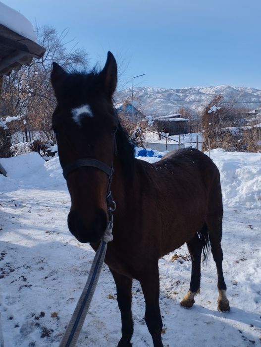 Продам лошадь жебчика