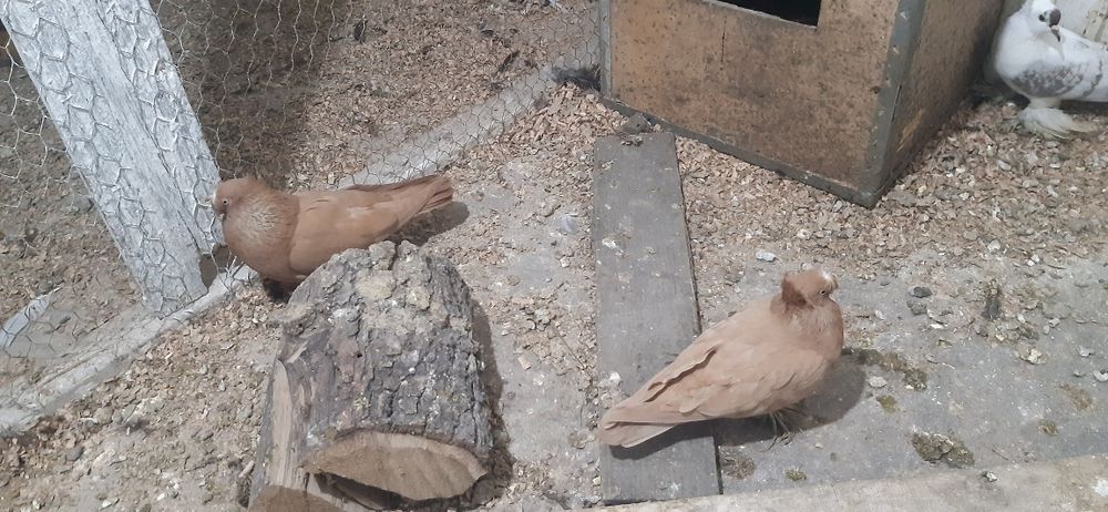 De vanzare wyandotte pitic