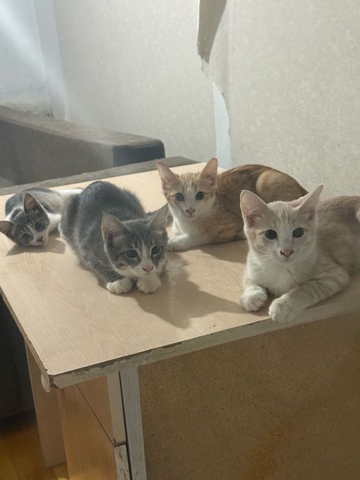 Котята 3 месяца, рыжие мальчики
