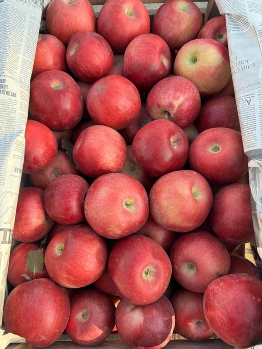 Айдарет , яблоки 1 сорт
