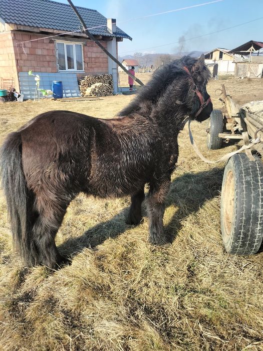Vând sau schimb poneu cu un cal poneul de 6 ani castrat detalii la tel
