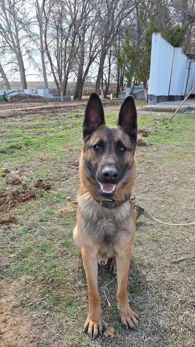 Белгейски овчарка малинуа