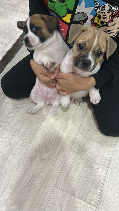 Отдаю щенков в хорощие руки 1,5 месяца один мальчик девочка