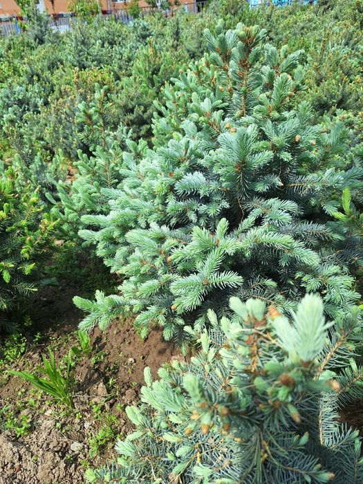 Голубая ель арчалари бор белгияники