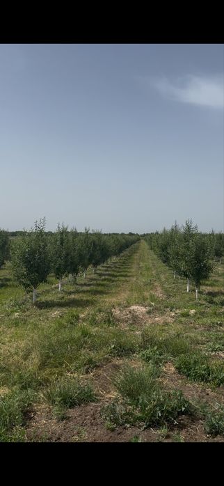 Яблоневый сад 5 га