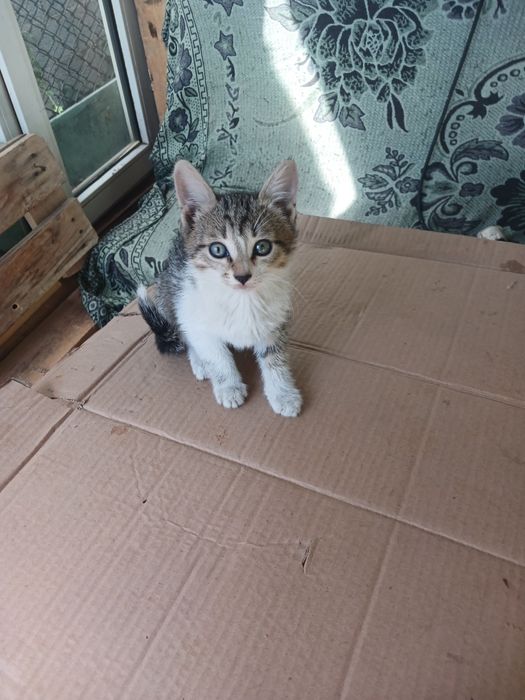 Отдам котят. Бесплатно