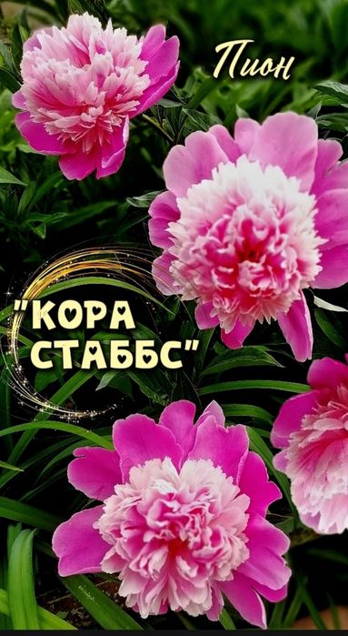 Пион "Кора Стаббс" ("Cora Stabbs") - от 3000 тенге