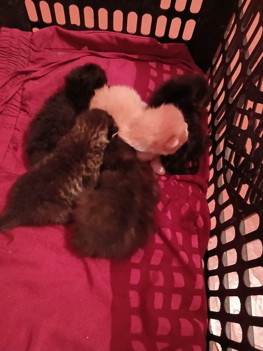 Котята бесплатно