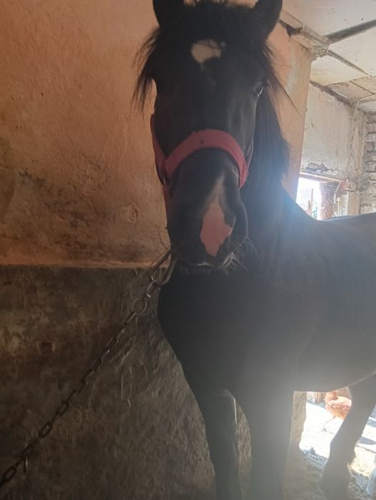 De vânzare un mânz de 2 mai mai multe detalii la telefon