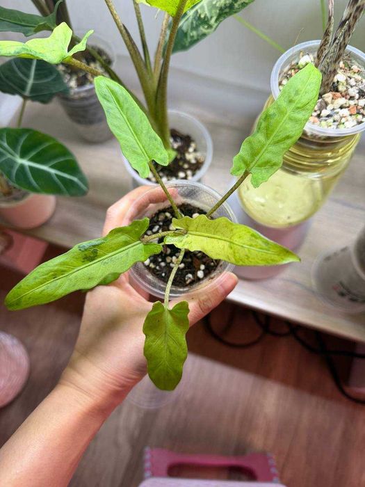 Алоказия ЛАУТЕРБАХИАНА ауреа