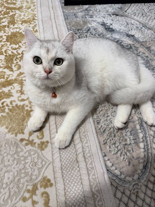 серебристая шиншилла