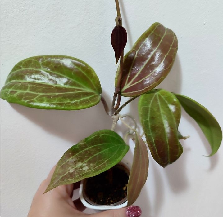 Хойя разные сорта