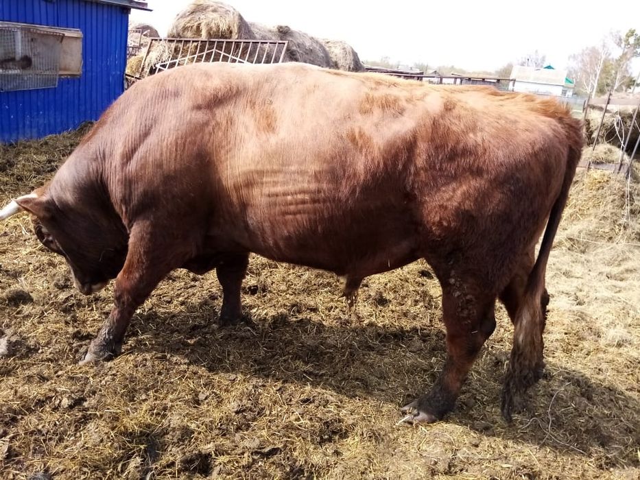 Бык. Продам быка. Быки