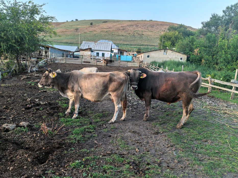 Алатау бұқа сатылады