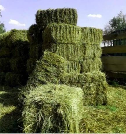 Продам сено люцерны в тюках 1200