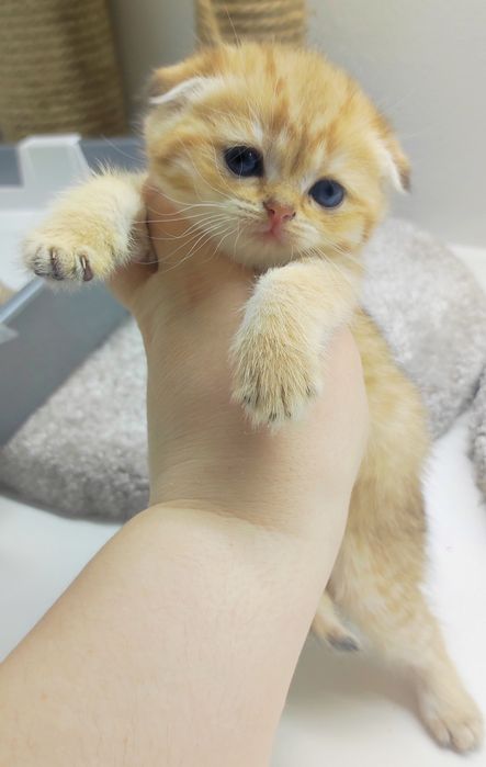 котята  шотландские вислоушки.