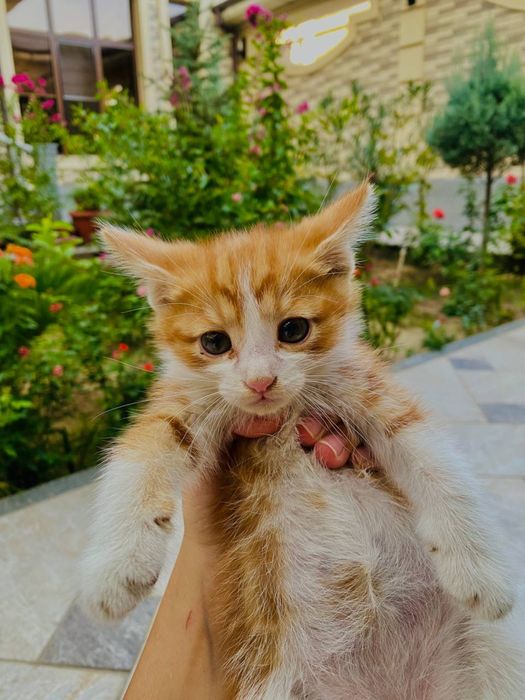 Отдам котят бесплатно