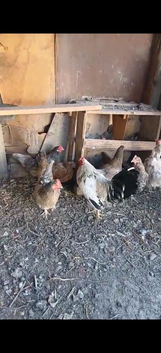 Продам курицы несушки