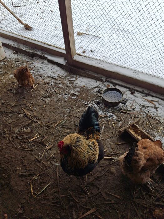 Әтеш Петух сатылады