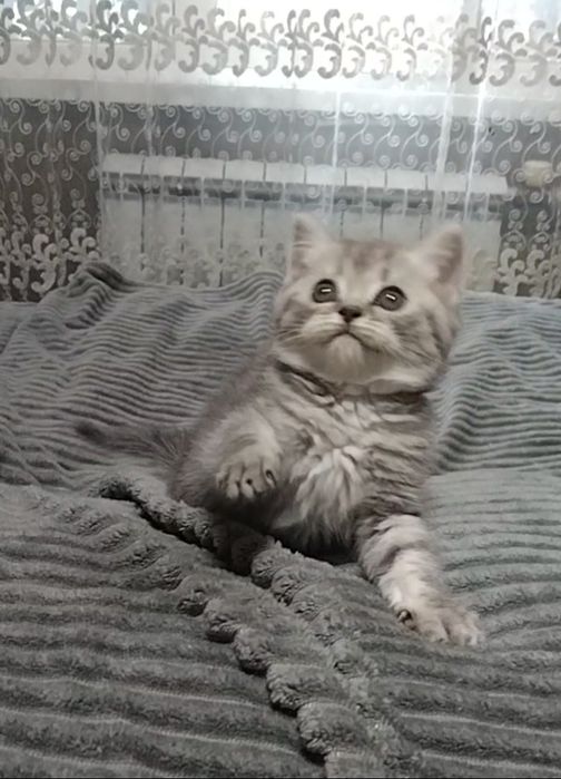 Девочка. Скоттиш страйт.