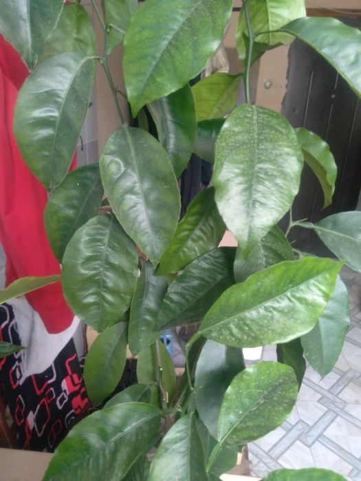 Лимон (молодой, 4 года)