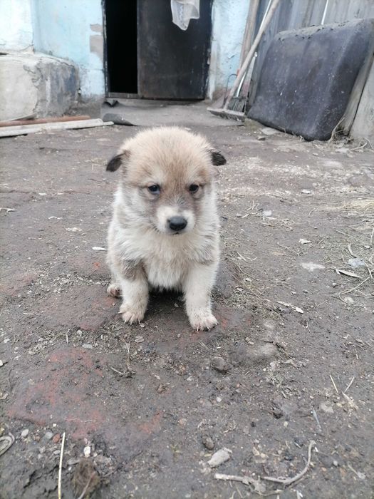 Отдам щенков в добрые руки