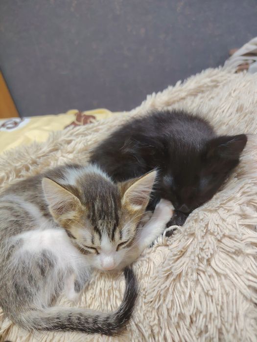 Отдам даром котят