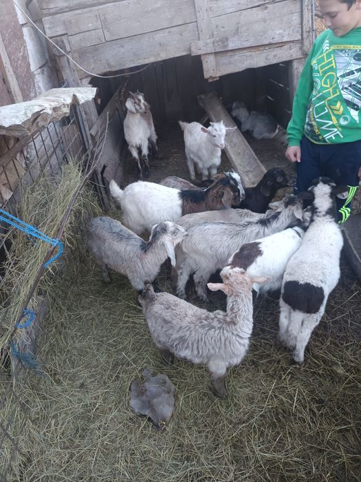 Iezi de vânzare media 10 .14 kg bucata