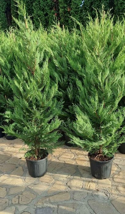 Prunus laurocerasus, Catalpa, bambus plante ornamentale tuia smaragd