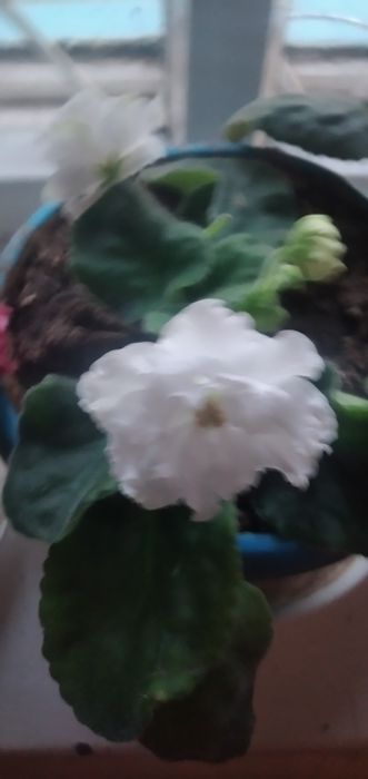 Продаются комнатные