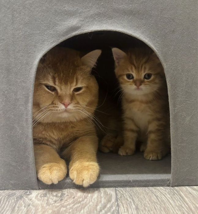 Золотые Шиншиллы