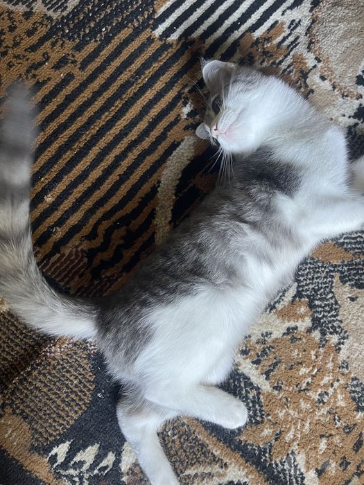 котенок веслоухий метис