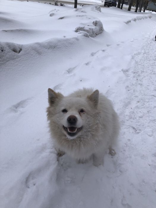 Пропала собака в Заречном