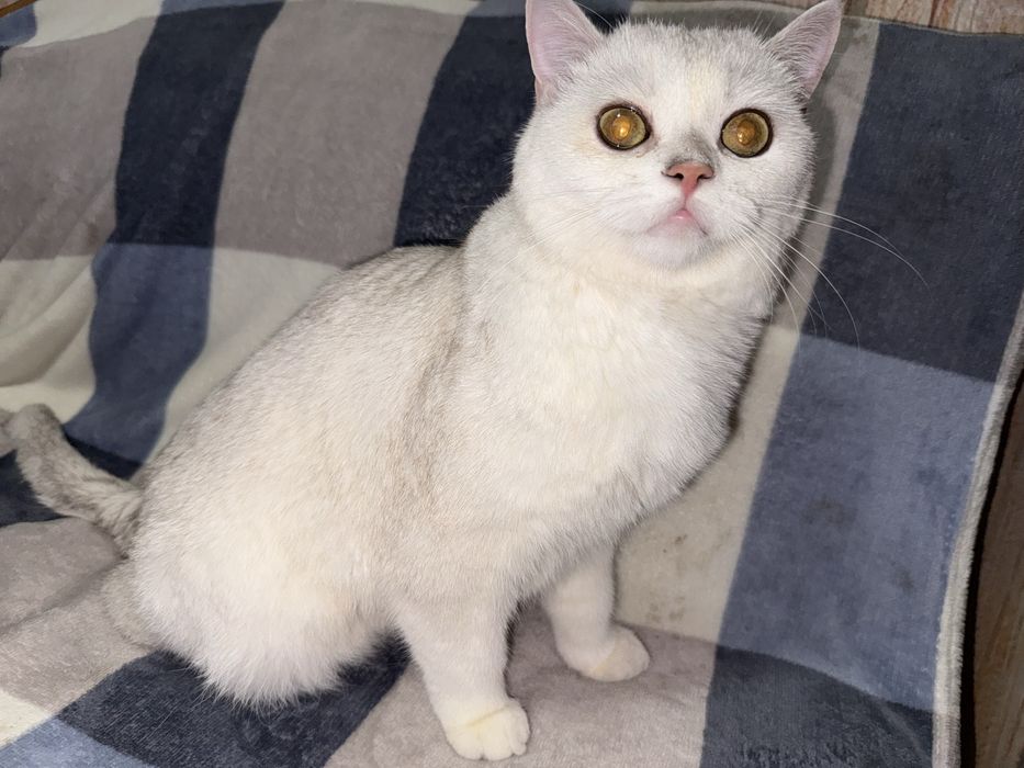Кот, скоттиш страйт, 2 года