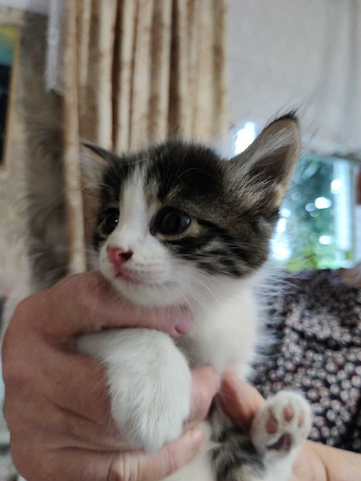 умненькие котята