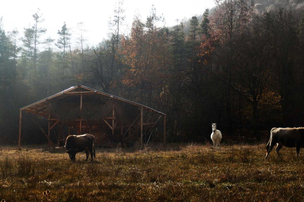Продава се Земеделски имот в с. Стеврек, Област Търговище -  кв.м за 1980 €/дка - Снимка #4