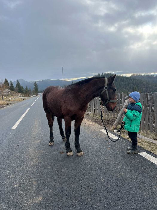 Manz armasar cal schimb oi sau vaci