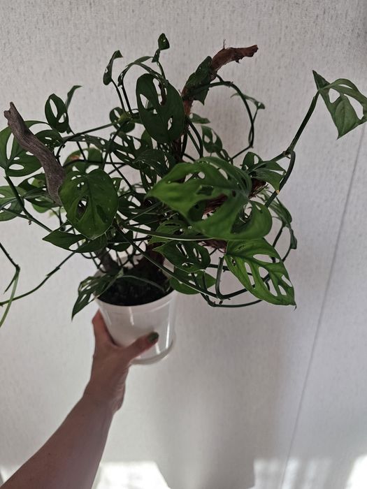 Продам монстеру манки