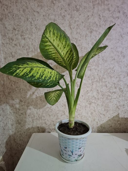 Продам Дифенбахию!