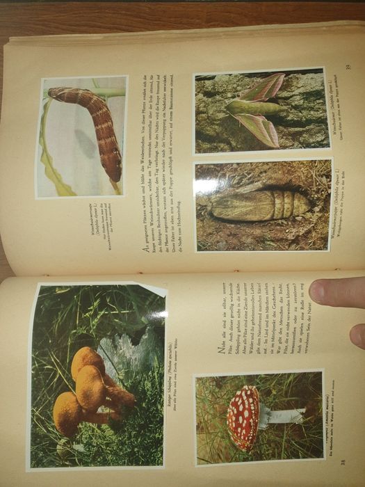 Helmut Handrick 1945 -cu camera foto prin  flora și fauna nativa