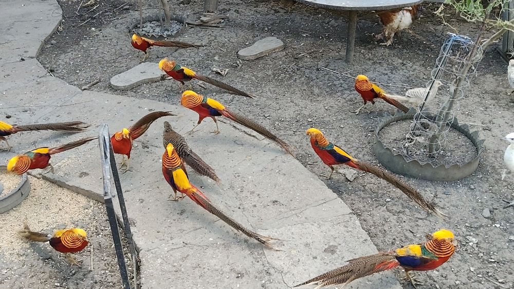 Fazani exotici tineret și maturi .