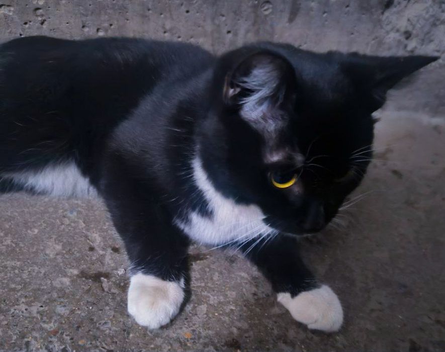 Маленькое счастье ищет большой дом